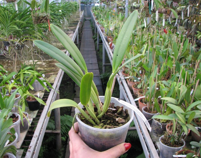 Cattleya lueddemanniana escura 'Roja' x Cattleya lueddemanniana escura 'Red'.JPG