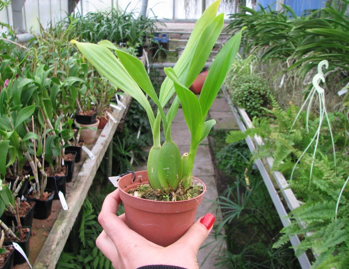 Oncidium Namboh Waltz 'Boso Sweet'.JPG