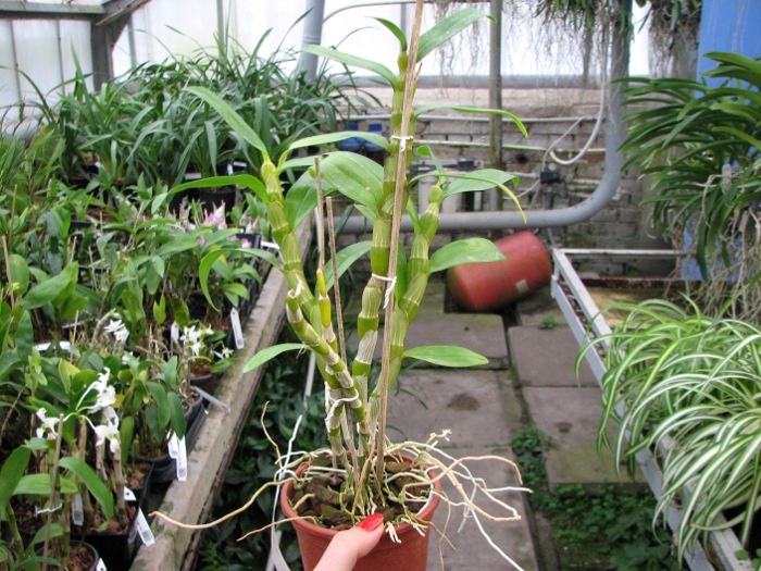 Dendrobium Red Emperor 'Prince'.JPG