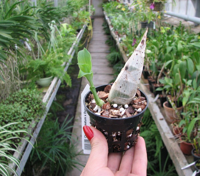 Catasetum (pileatum x Durval Ferreira).JPG
