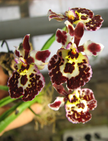 Oncidium (Tolumnia) hybrids.jpg