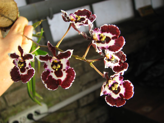 Oncidium (Tolumnia) hybrids.jpg