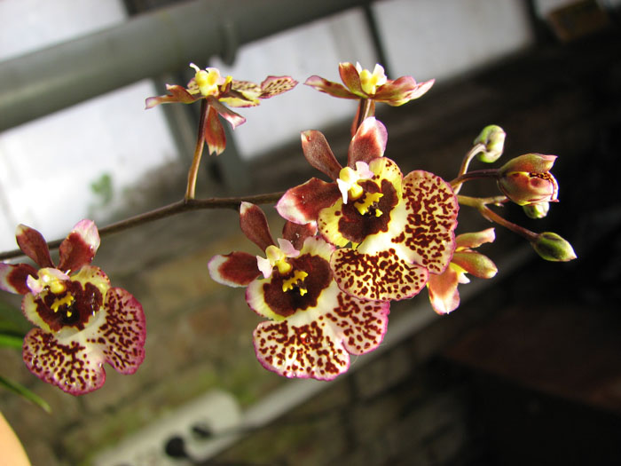 Oncidium (Tolumnia) hybrids.jpg