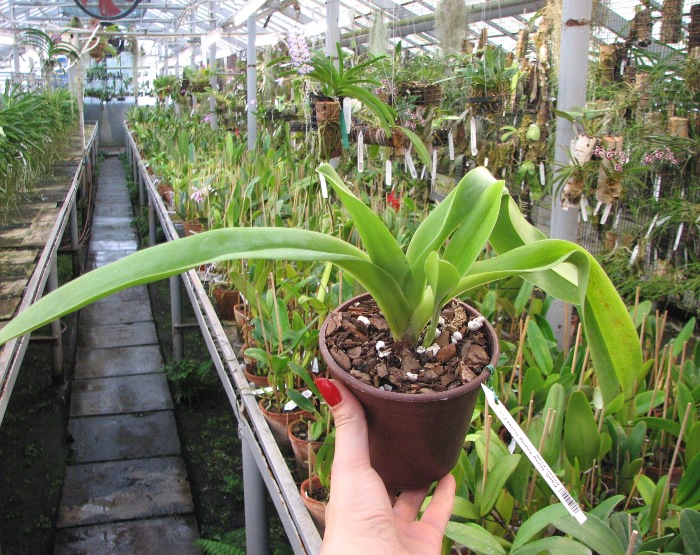Paphiopedilum Hung Sheng Curet × Enzan Fruit.JPG