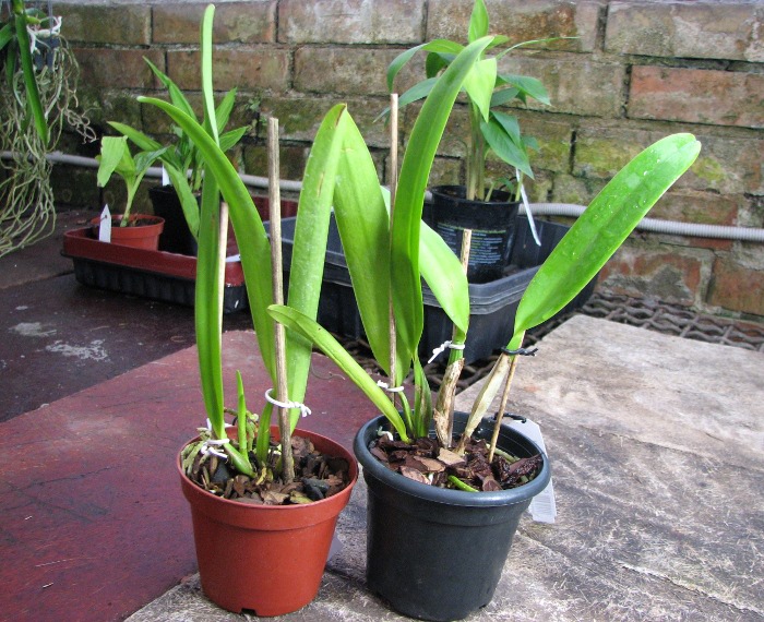 Cattleya mossiae var coerulea.JPG
