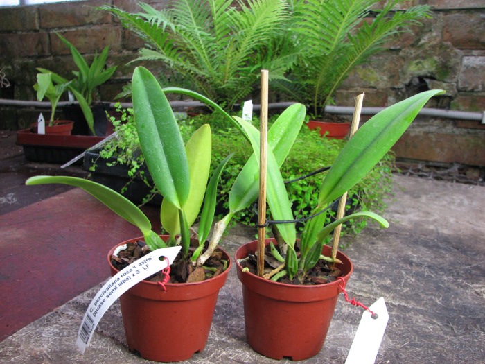 Cattleya percivaliana rosa 'Castro' (quase semi alba) x SELF.JPG