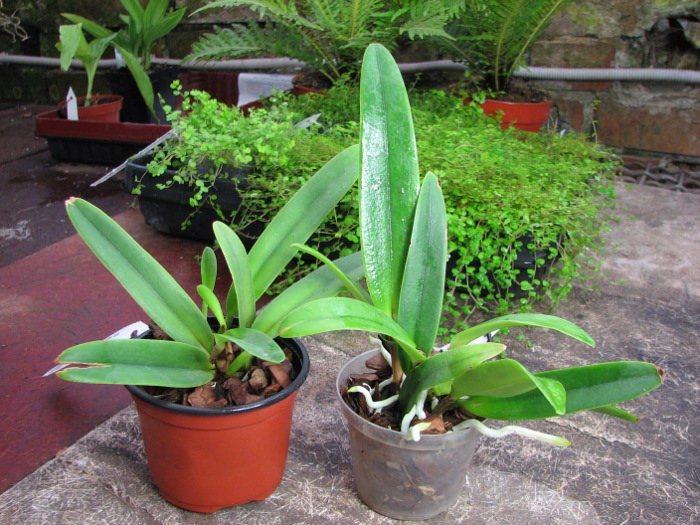 Cattleya maxima semi-alba 'La Pedrena' x self.JPG