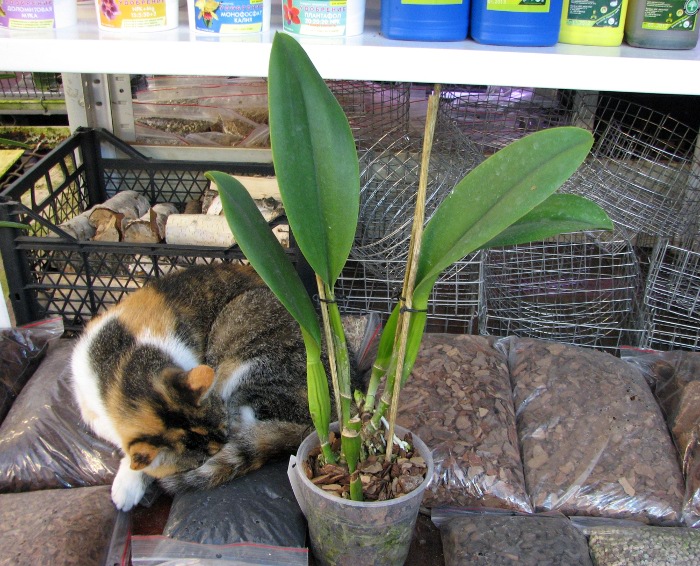 Potinara Spanish Eyes 'Tian Mu' (Apricot Flare x Memoria Wang Tzu-Chang).JPG