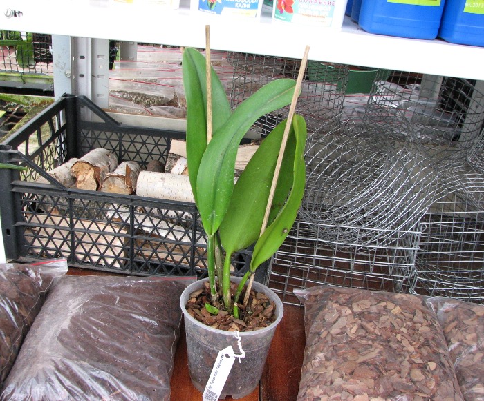 Brassolaeliocattleya Taiwan Ruby 'Taiyoung #6'.JPG