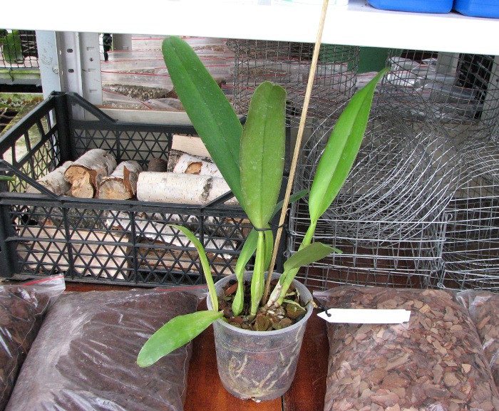 Cattleya Horace 'Maxima'.JPG