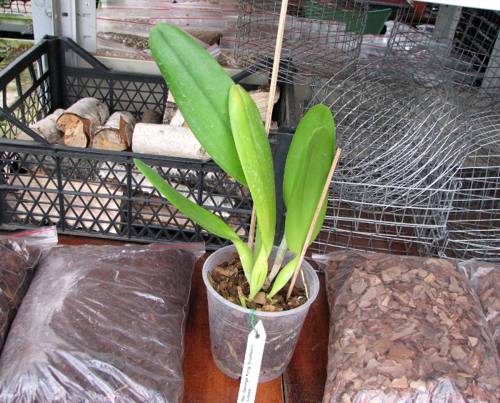 Brassolaeliocattleya George King 'Southern Cross'.JPG