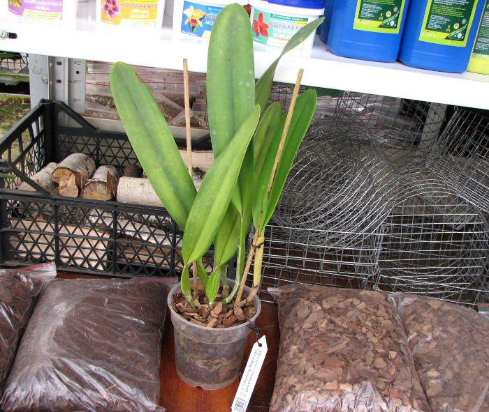 Laeliocattleya C G Roebling 'Blue Indigo' (Cattleya gaskelliana x Laelia purpurata).JPG