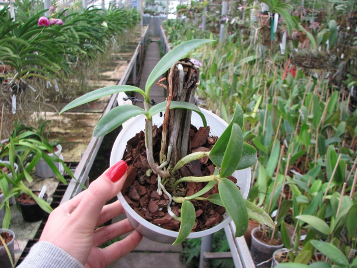 Cattleya intermedia sanguinea 'do Padre Vitus' x Cattleya intermedia flamea 'BF-96'.JPG