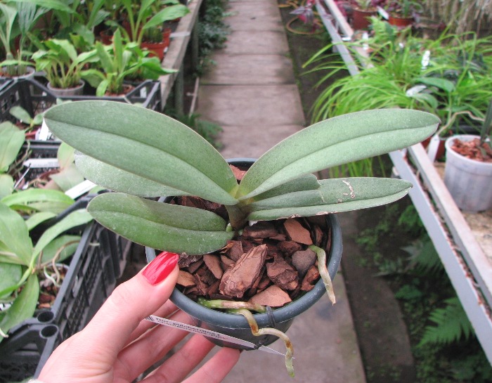 Doritis pulcherrima f. champorensis 'Pink'.JPG