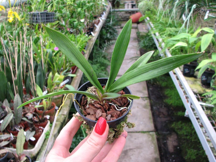 Ionopsis utricularioides.JPG