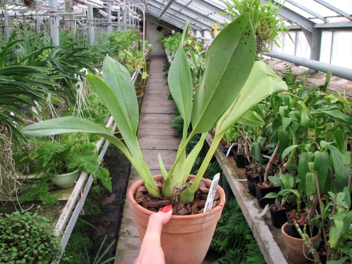 Maxillaria sanderiana.JPG