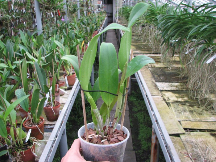 Sophrolaeliocattleya Tutankamen 'Pop' (C. Chocolate Drop x Slc. Mae Hawkins).JPG