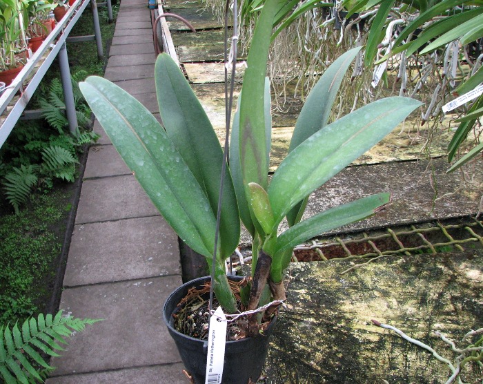 Brassolaeliocattleya Pamela Hetherington.JPG