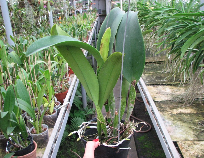 Brassolaeliocattleya Chia Lin 'New City' (Oconee x Maitland).JPG