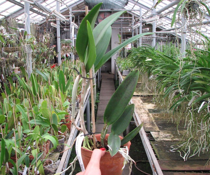 (Cattleya Pink Jaguar x Brassavola digbyana) 'ORCHIS'.JPG