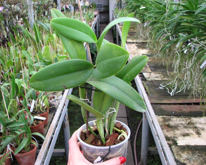 (Brassavola digbyana x Rhyncholaeliocattleya Kuwale Gem) 'ORCHIS'.JPG