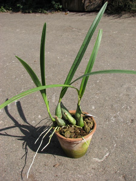 Encyclia adenocaula.JPG