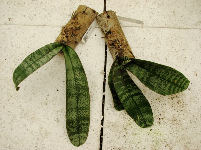 Phalaenopsis stuartiana.JPG