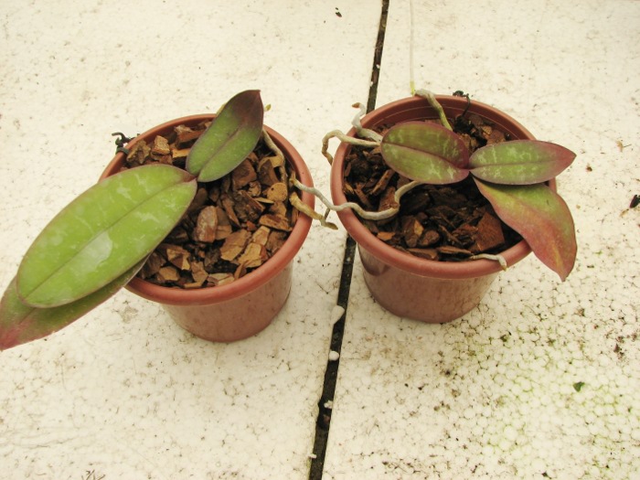 Phalaenopsis stuartiana yellow x sib.JPG