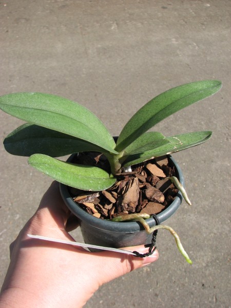 Doritis pulcherrima f. champorensis 'Pink'.JPG