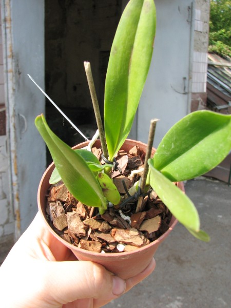 Brassolaeliocattleya Chief Canyon 'Double Bubble'.JPG