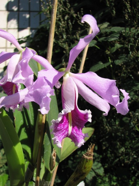 Cattleya maxima1.JPG