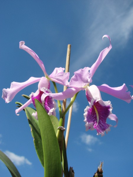 Cattleya maxima.JPG
