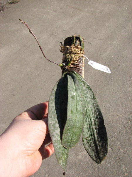 Phalaenopsis lindenii.JPG