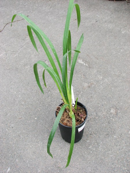 Cymbidium Lovely Smile 'Angel'.JPG