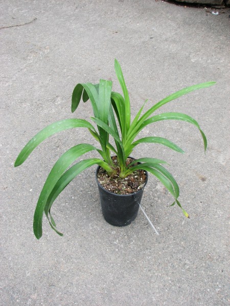 Cymbidium 'Vogel's Magic'.JPG
