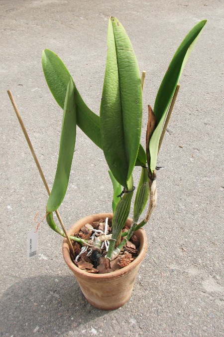 Laeliocattleya Longriver Compton.JPG