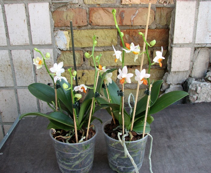 Phalaenopsis Mini Mark 'Maria Teresa'.JPG