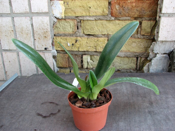 Paphiopedilum Whitemoore 'Norriton'.JPG