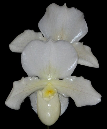 Paphiopedilum Whitemoore 'Norriton'.JPG