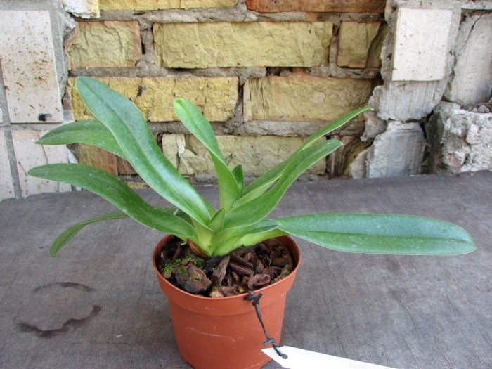 Paphiopedilum Phips.JPG