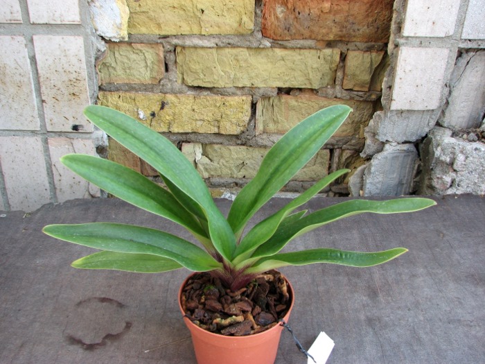 Paphiopedilum Aladin.JPG