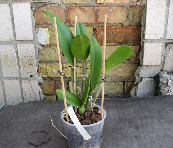 Brassavola digbyana x Rhyncholaeliocattleya Green Devil.JPG