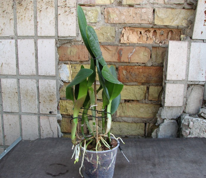 Epidendrum parkinsonianum x Brassavola digbyana.JPG