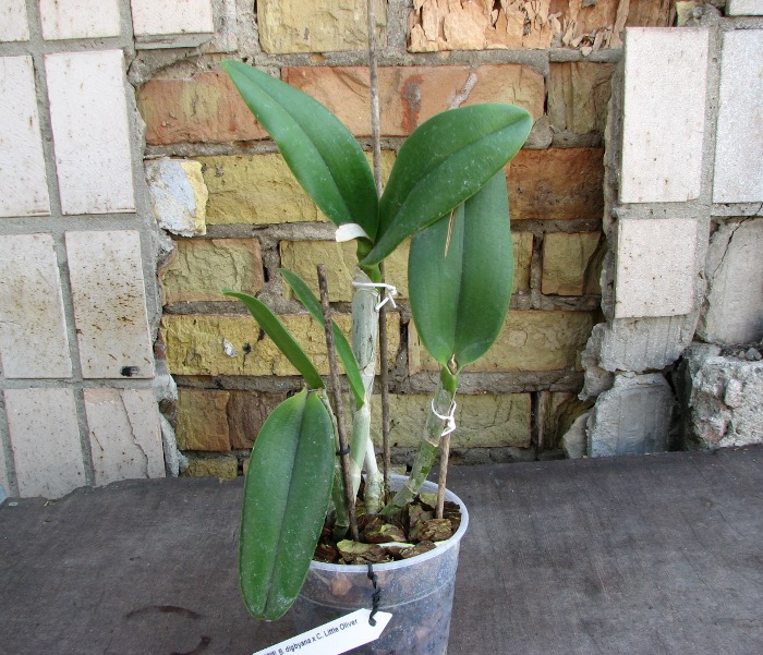 Brassavola digbyana x Cattleya Little Oliver.JPG