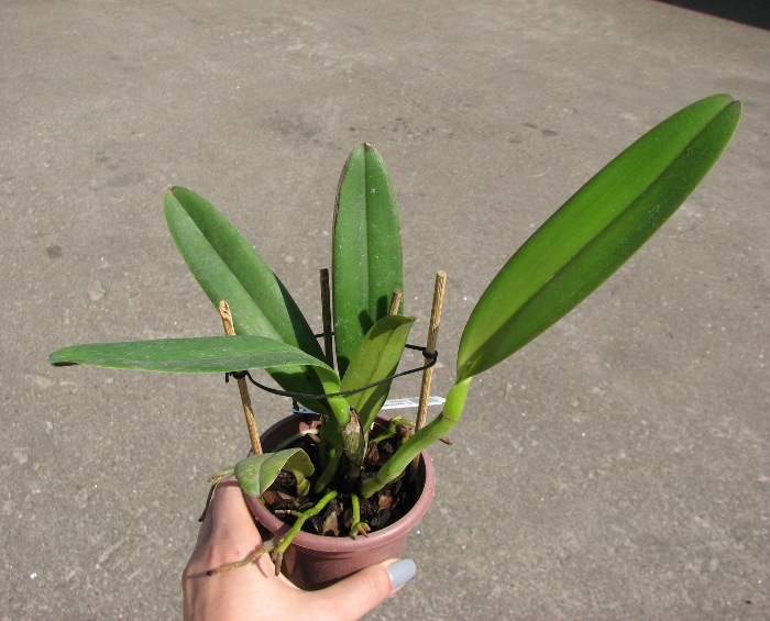 Cattleya gaskelliana (suavissima x rosea).JPG