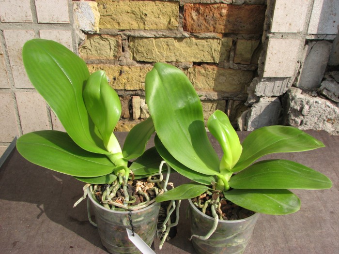 Phalaenopsis Liodoro (Phalaenopsis Deventeriana x Phalaenopsis violacea).JPG