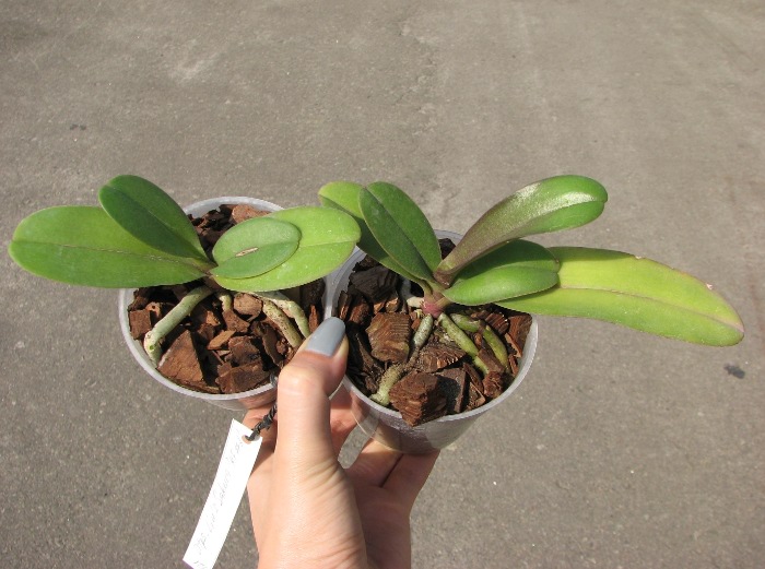 Doritaenopsis Lius Sakura.JPG