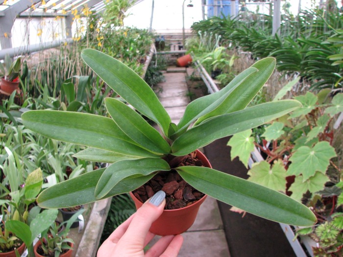 Paphiopedilum Aladin.JPG