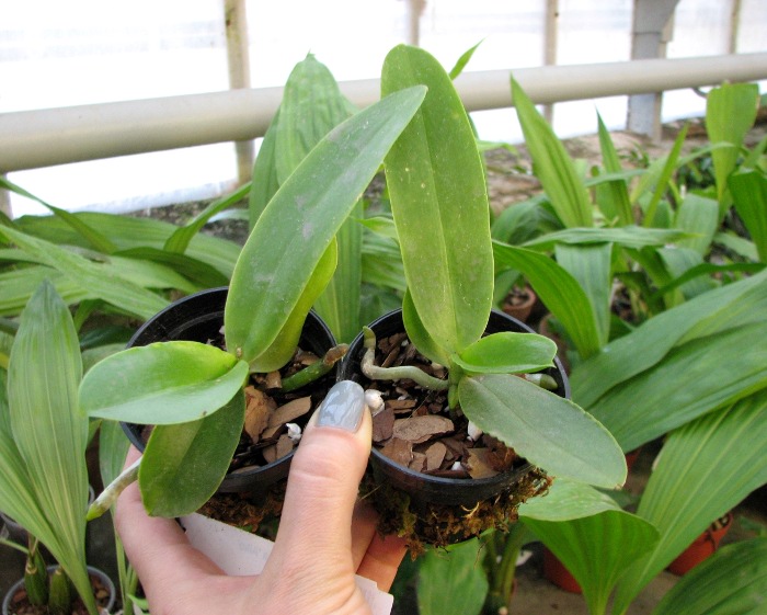 Phalaenopsis Natasha 'Aiko'.JPG