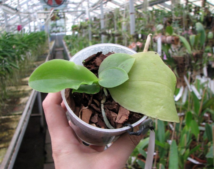 Phalaenopsis bellina.JPG